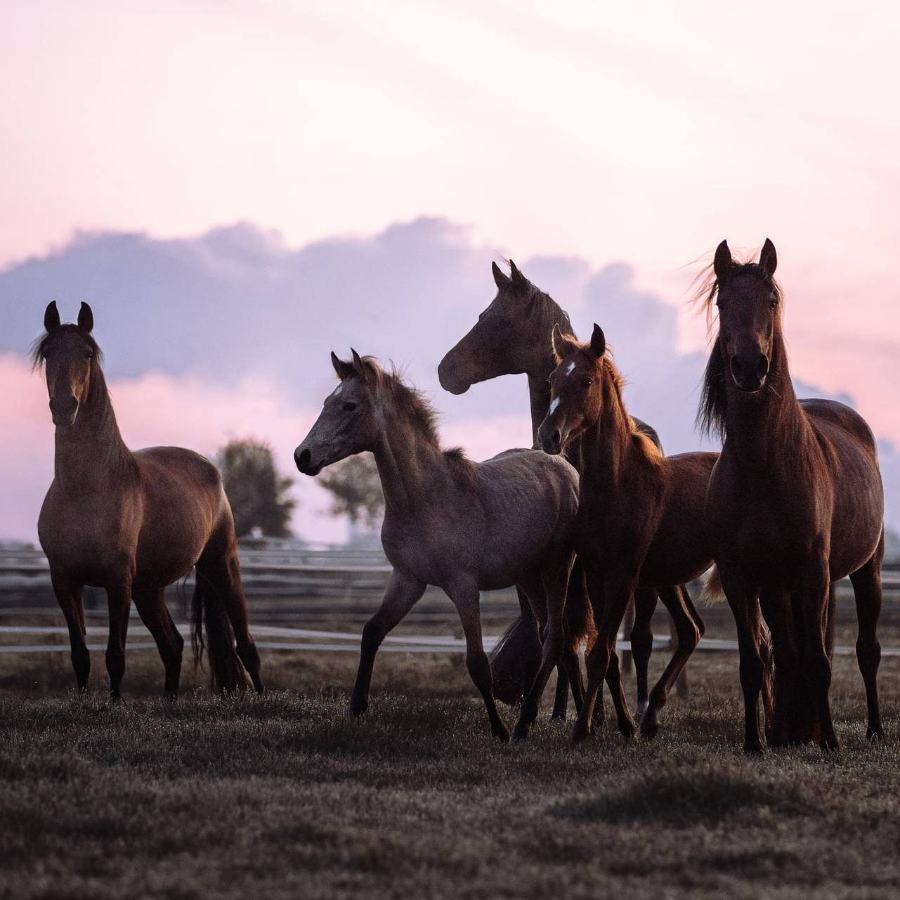 Ostenhof_Pferde-1-min-min