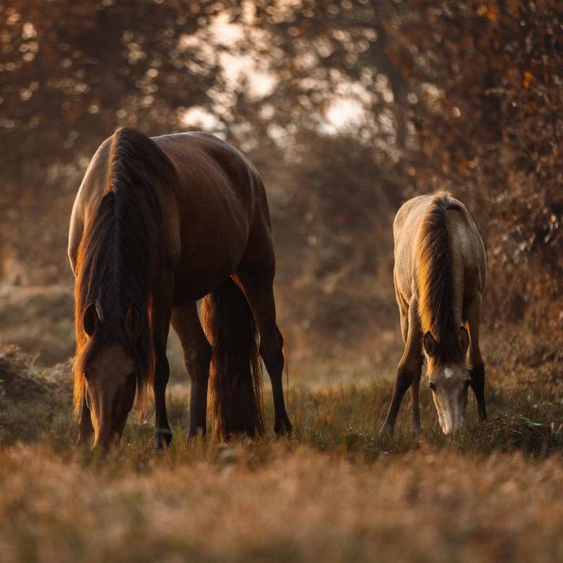 Ostenhof_Pferde-11-min-w
