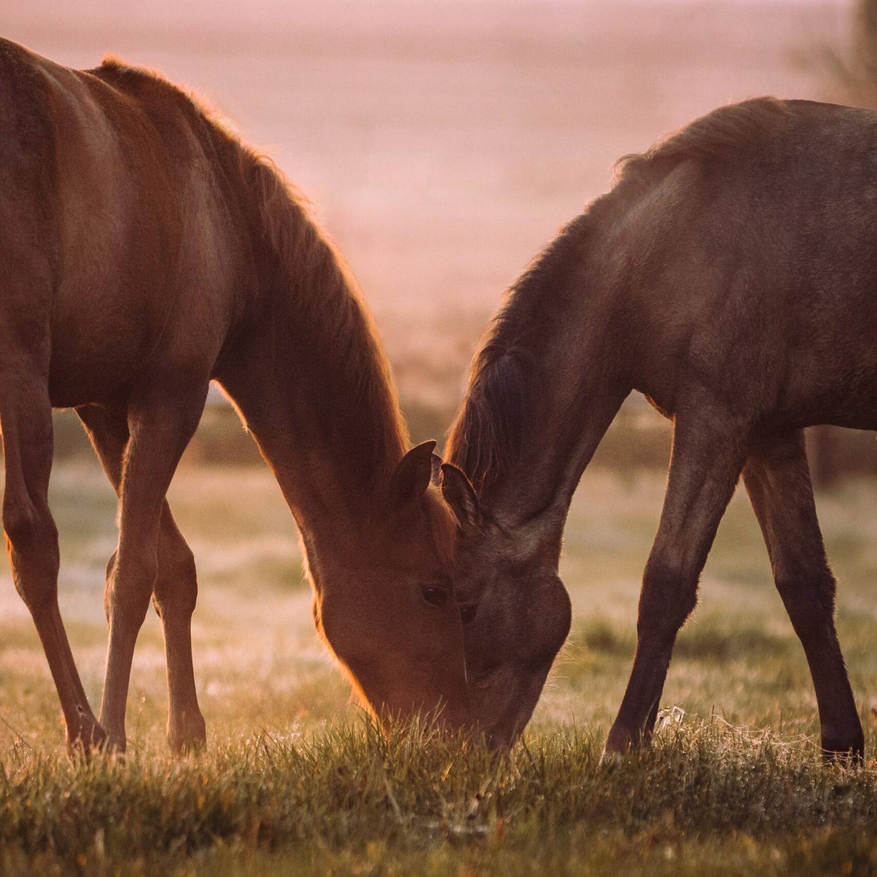 Ostenhof_Pferde-12-min-scaled-min