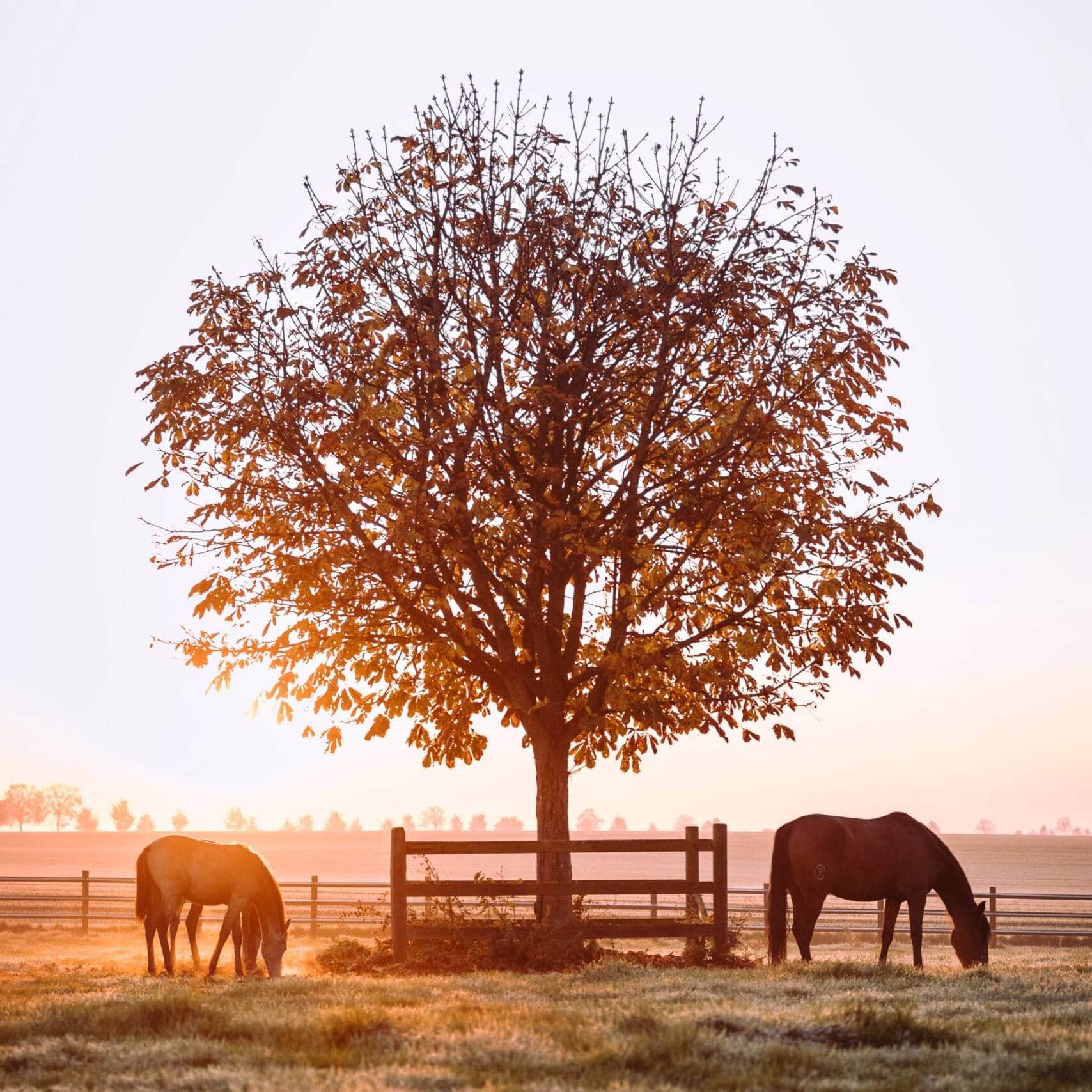 Ostenhof_Pferde-14-min-scaled-min