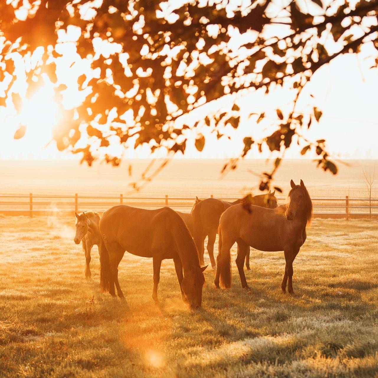 Ostenhof_Pferde-15-min-min
