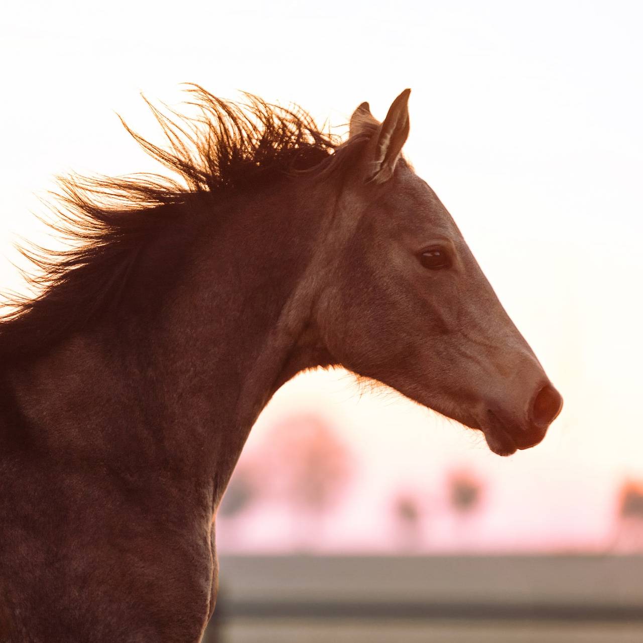 Ostenhof_Pferde-7-min-min